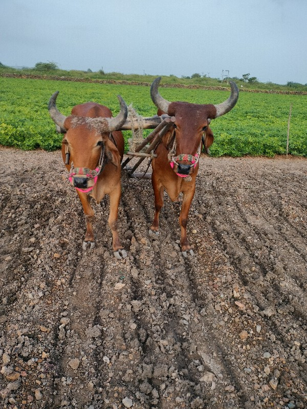 બળદ વેચવાના છે