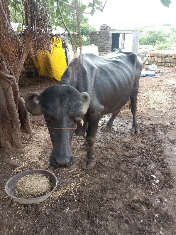 ભેંસ વેચવાની છે