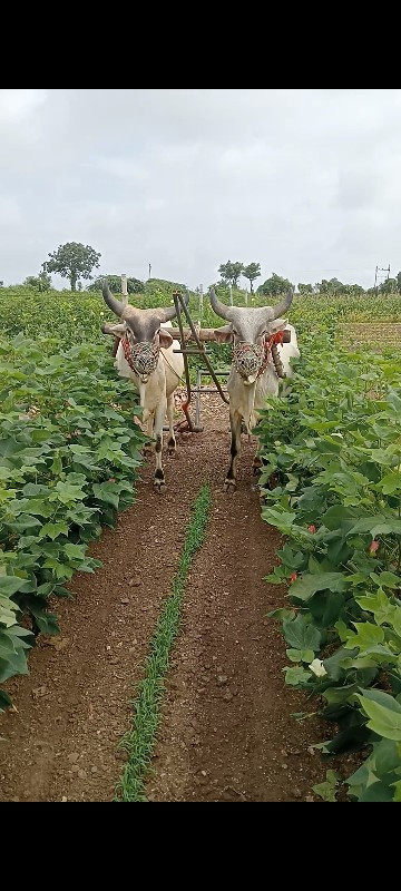 ગોઢલા વેચવાના છ...