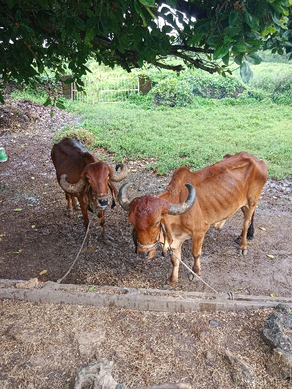 બળદ વેચવાના છે