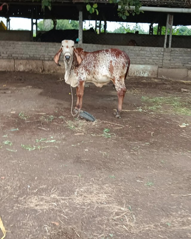 ગીર કાબરી વાછરડ...