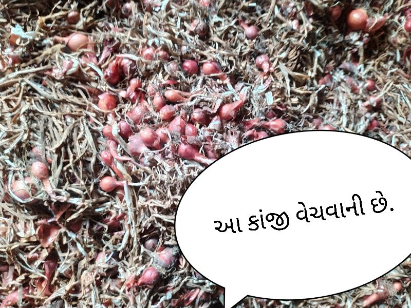 પીળી પતી ડુંગળી...