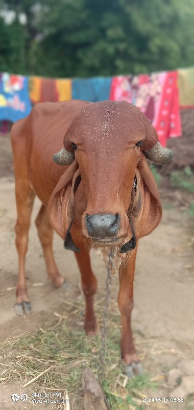 આેડકી વાચડી વેચ...