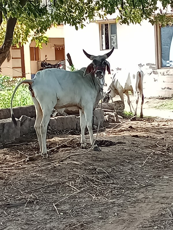 vasadyu vechvan...