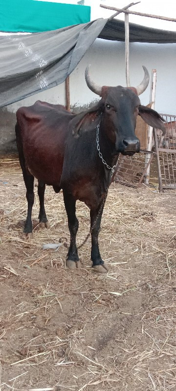 ગીર ક્રોસ બે ગા...