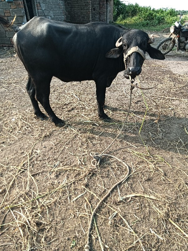 ખડેલી વેચવાનાછે...