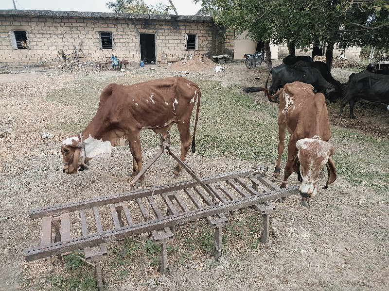 ગોઢલા