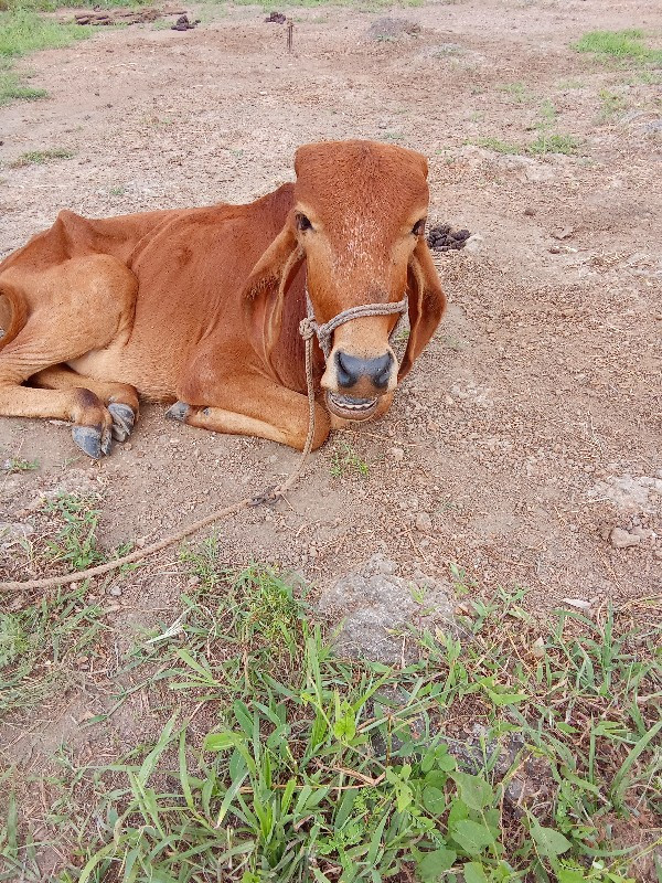 વાછળી વેચવાની છ...