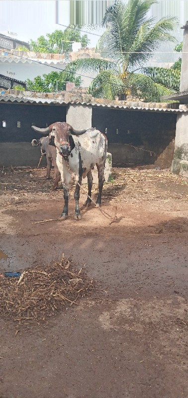 ગાય વેસવા ની છે