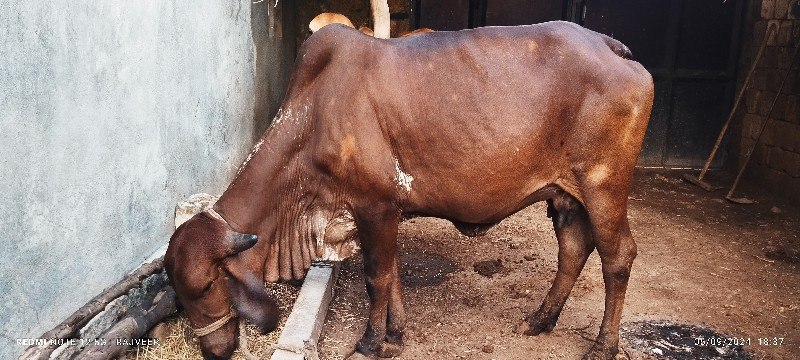 ગીર હોડકી વેચવા...