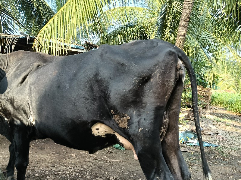 ગાય એસેફ વેષવાન...