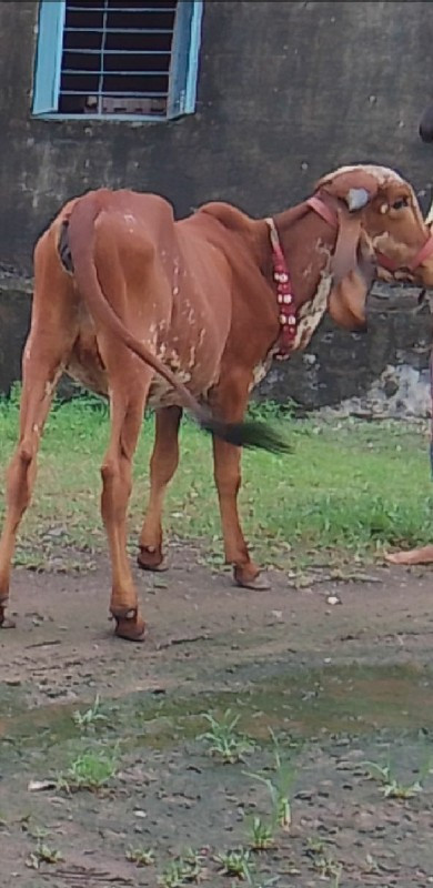 બે વાસડિ યુ