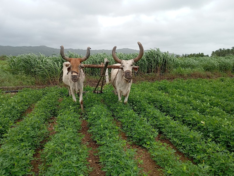 બરધ