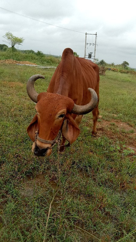 આ બળદની ત્રણ ધર...