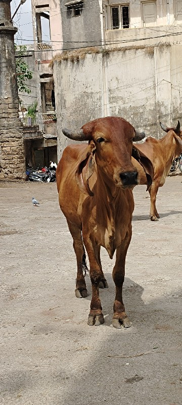 ગાય વેચવાની છે