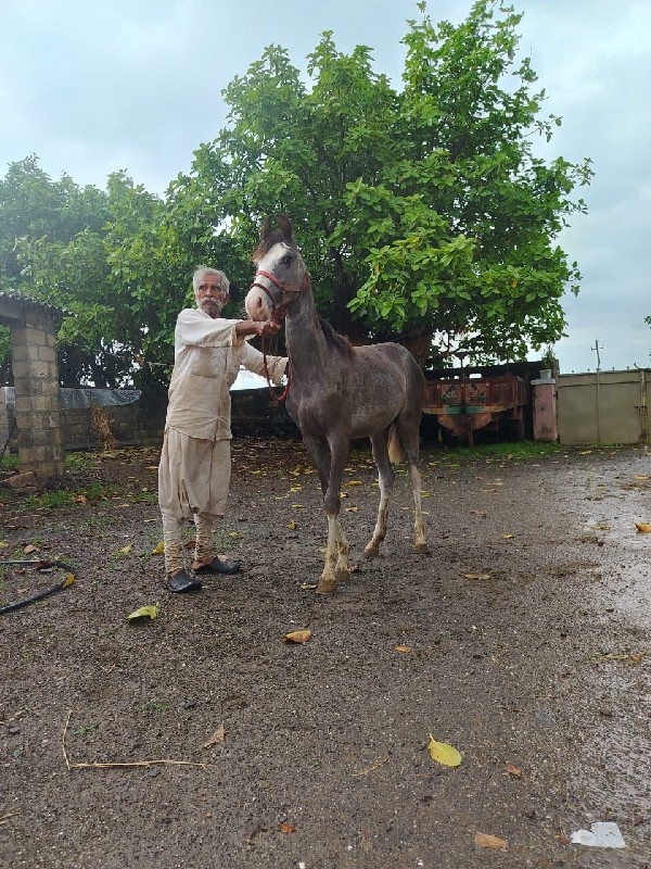 વસેરી