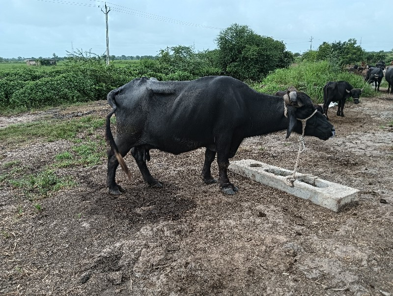 ભેસવેચવાનં