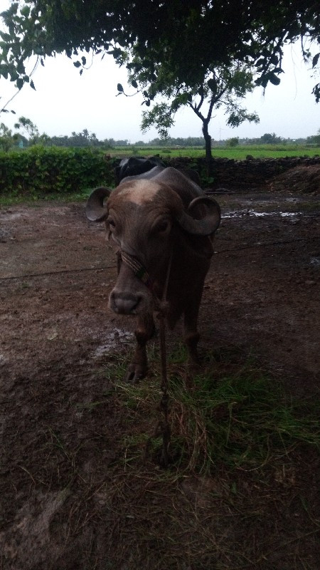 ભીસ વૅસવાની છૅ