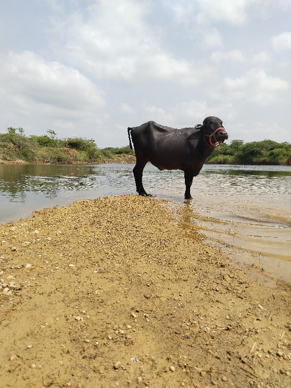 પેલવેતરી ખાડેલી...