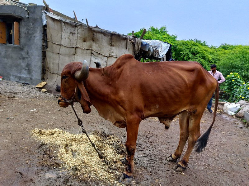 ધરનોબરધછે