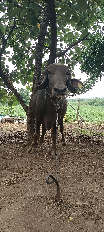 ભેંશ વેસવાની છે...