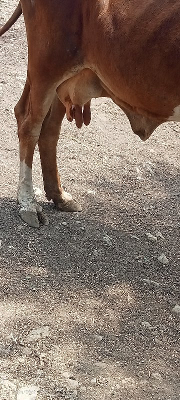 ગાય વેચવાની છે...