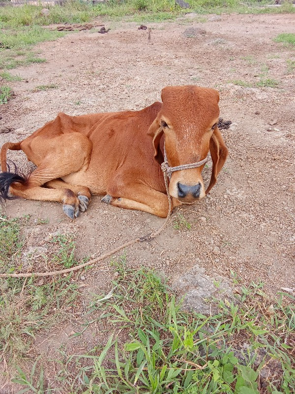 વાછળી વેચવાની છ...