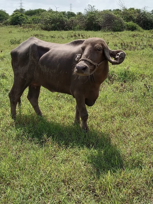 ખડેલિ.વેશવાની