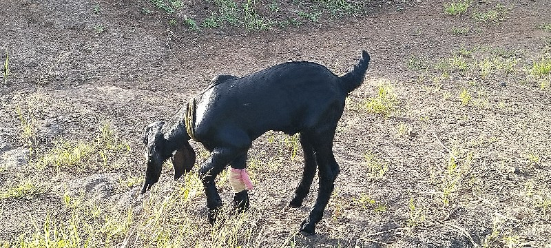 બકરી