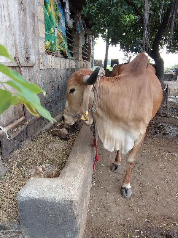 ગાય વેચવાની છે