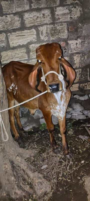 આ ગાય વેચવાની છ...