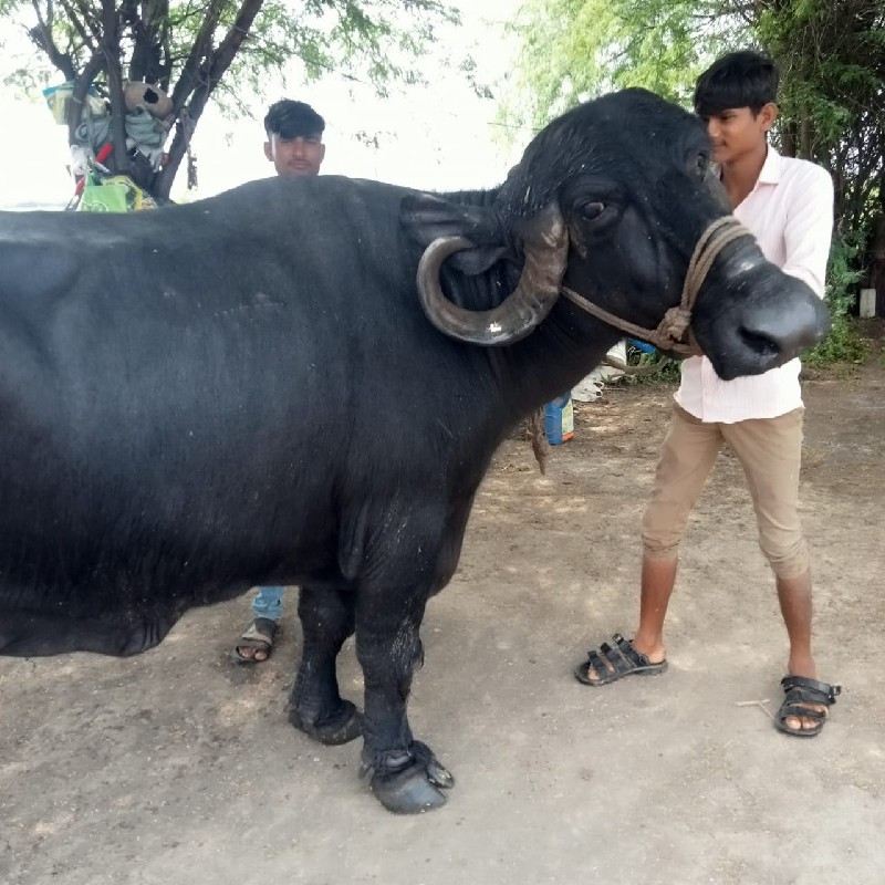 ભેંશ વેચવાની છે