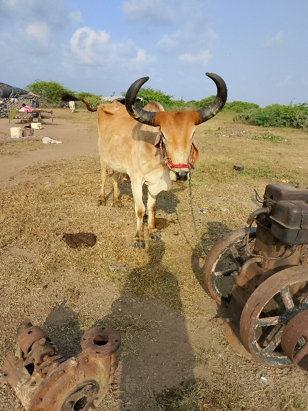 દેવભૂમિ દ્વારકા...