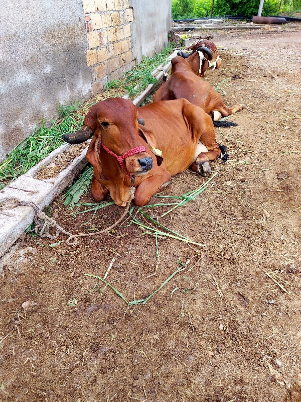 ગાય