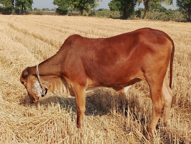 ગીર ગાય