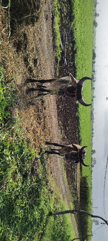 ગોંડલમાં વેચવાન...