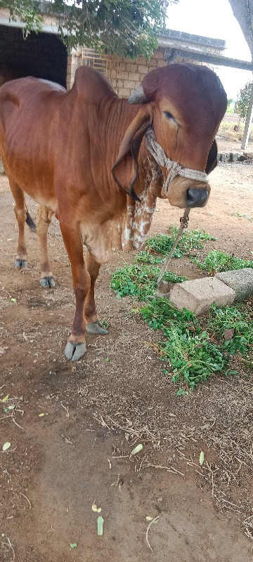 હોડકી વેચવાનીછે