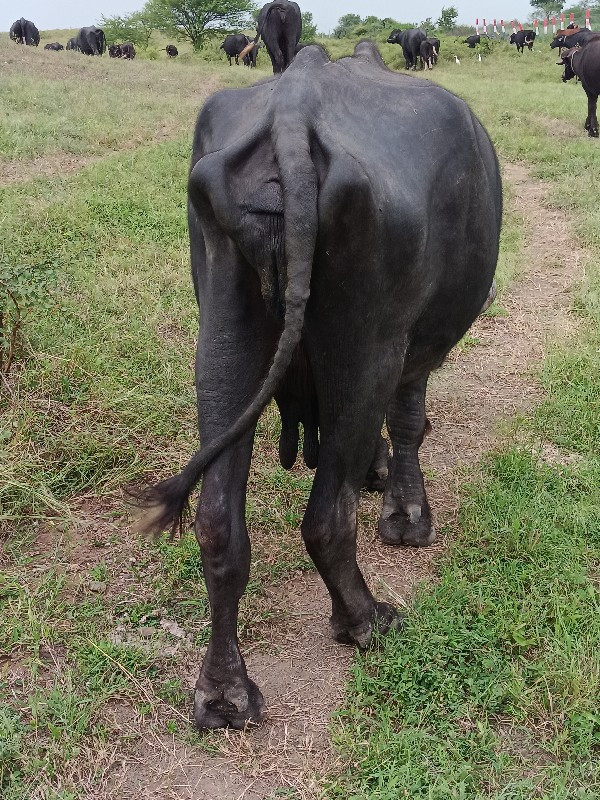 ભેંસ વેચવાની છે