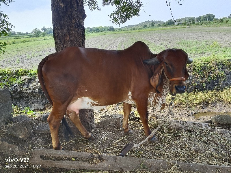 ગાય વેચવાની છે