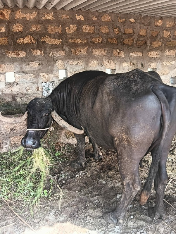 ભેંશ વેચવાની છે