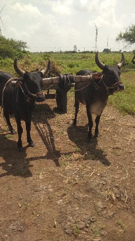 ગોઢલા વેચવાના છ...