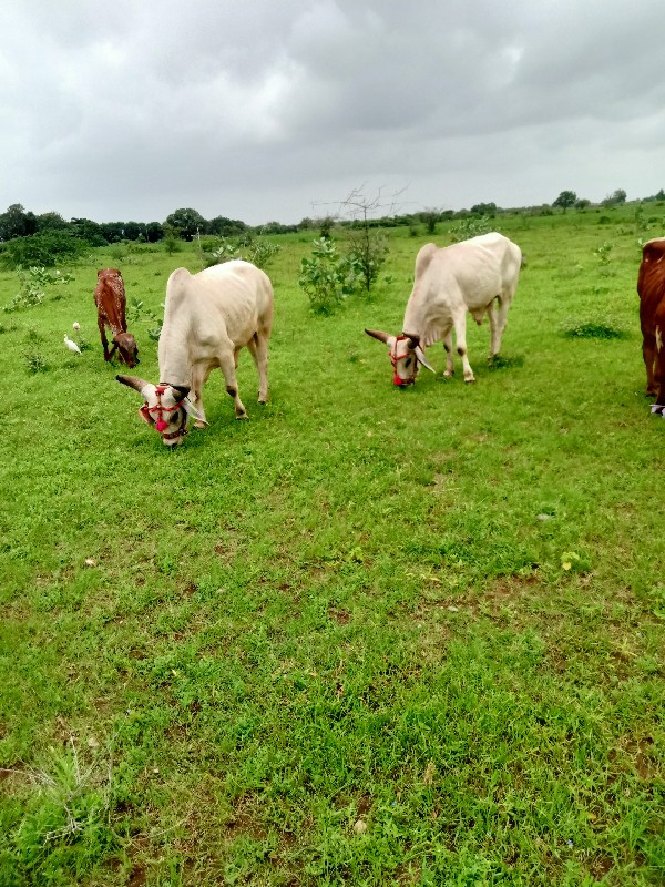 ગોઢલા બળદ