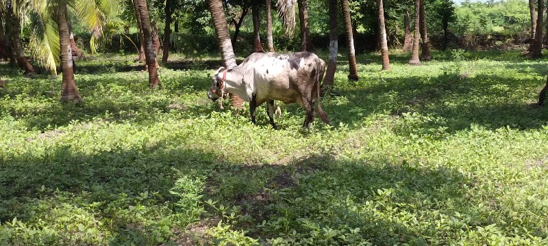 ગાય વેચવાની છે