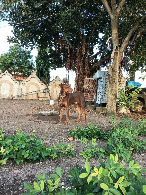 ડોબરમેન