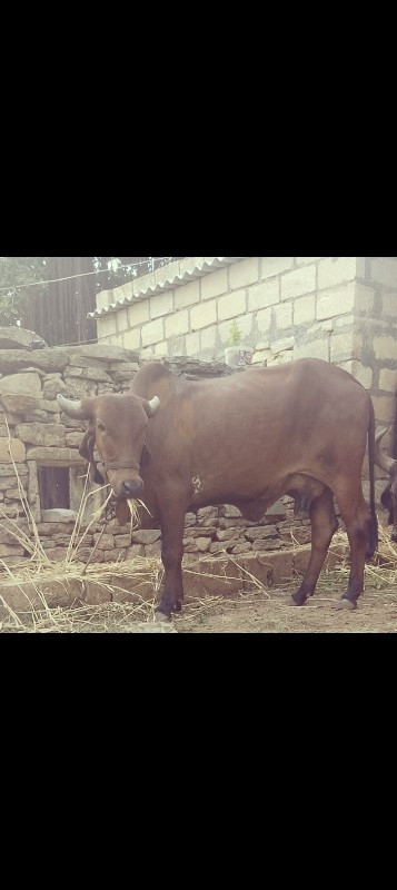 ગાય વેચવાની છે