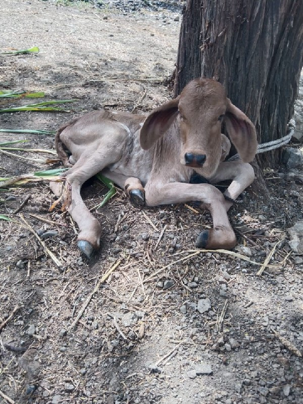 ગાય વેચવાની છે