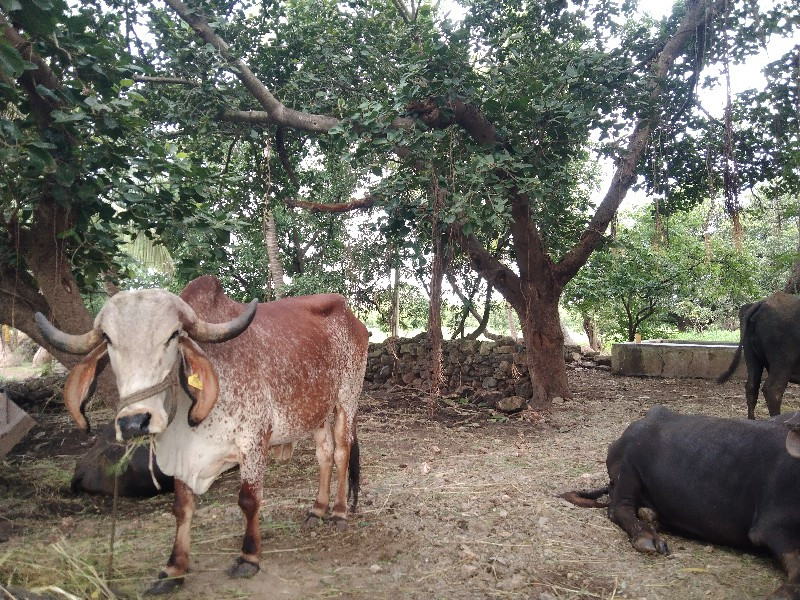 કાબરી ગીર ગાય વ...