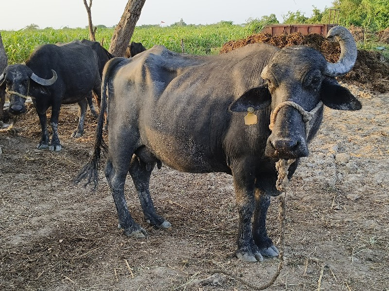 ભેંસ વેચવાની છે