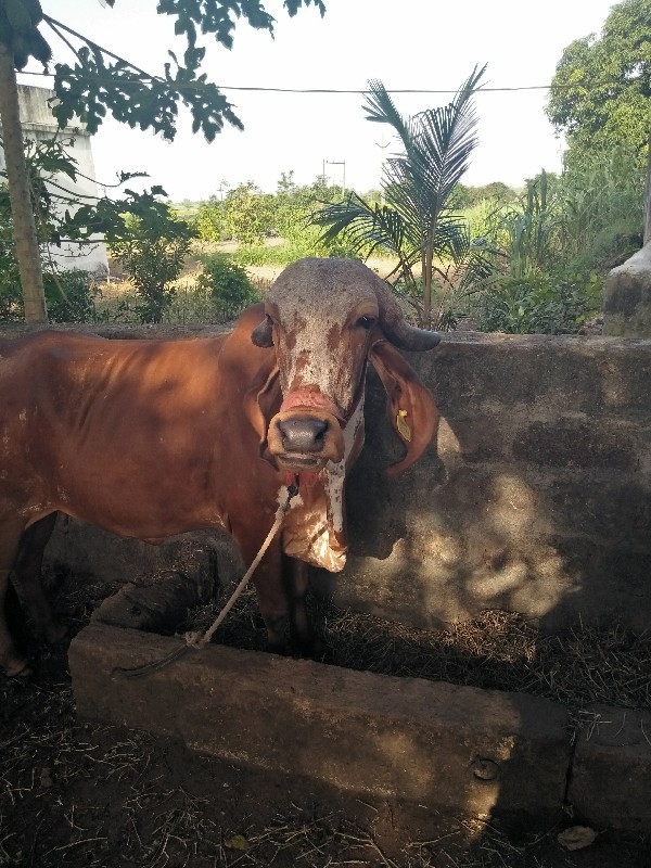 આ ગા વેચવાની છે