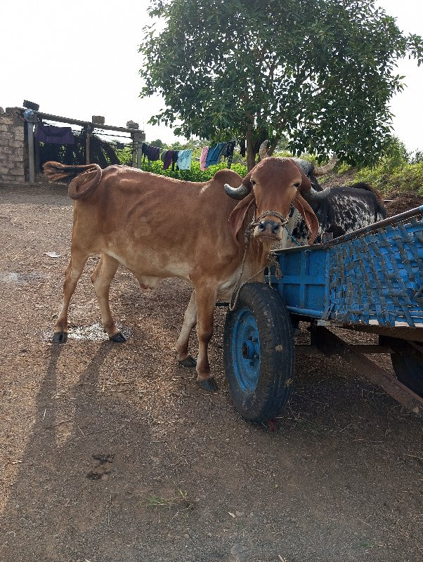 ગોઢલો વેચવાનો છ...